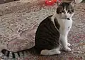 Larry, der aktuelle Chief Mouser