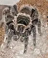 Lasiodora parahybana, fressendes Jungtier.
