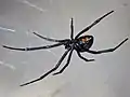 Weibchen der Westlichen Schwarzen Witwe (Latrodectus hesperus)