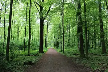 Naturschutzgebiet Wickeder Ostholz