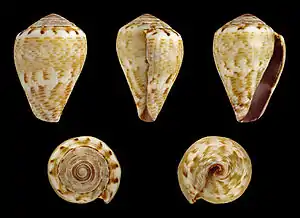 Conus ventricosus
