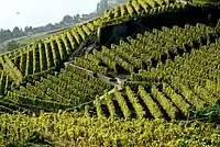 Weinberg-Terrassen von Lavaux