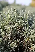Lavendel