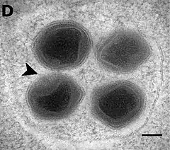 Neu gebildete BsV-Virionen im Inneren eines Vesikels. Am Apex des linken unteren Virions befindet sich ein geschlossenes Stargate (schwarze Pfeilspitze).