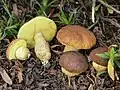 Zistrosen-RaufußLeccinellum corsicum