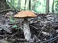 Fichten-RotkappeLeccinum piceinum