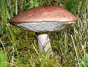 Ausgewachsener Pilz