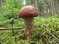 Nadelwald-RotkappeLeccinum vulpinum
