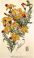 Lechenaultia linarioides