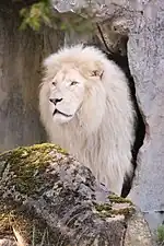 Männchen