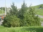 Bewuchs: Büsche und drei Bäume
