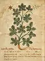 ..... Caelidonia. Ms. Voss. Q9. Leiden 6. Jh.