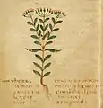 Centauria minor. Ms. Voss. Q9. Leiden 6. Jh.