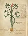 Pseudo-Apuleius Leiden, 6. Jahrhundert
