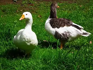 Leinegans