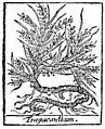 Lémery / Richter 1721