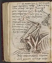 Manuskript K:Skizze zur Anatomie des Pferdes