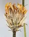 Herbarisierte Blütenkorb von Leontodon crispus subsp. crispus