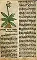 Leontodon hispidus im Gart der Gesundheit, Mainz 1485. Die Abbildung wurde unverändert dem Kodex Berleburg entnommen.