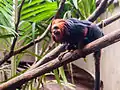 Goldkopflöwenäffchen (Leontopithecus chrysomelas)