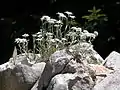 Alpen-Edelweiß (Leontopodium alpinum Cass.)