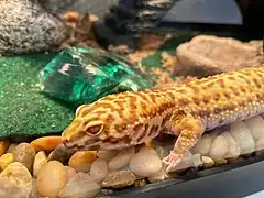 Leopardgecko (Eublepharis macularius)