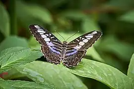 Schmetterling