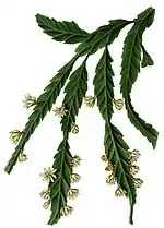 Lepismium houlletianum f. regnellii