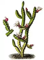 Lepismium ianthothele