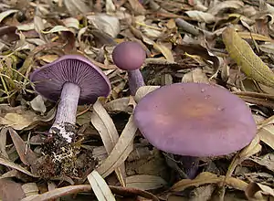 Violetter Rötelritterling (Lepista nuda)