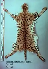 Das Fell eines Servals liegt ausgestreckt am Boden, daneben eine Messlatte mit Dezimetern als Maßeinheit; der ausgestreckte Pelz ist dabei etwa 12 Dezimeter lang, also etwa 120 Zentimeter.