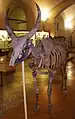 Leptobos etruscus, Archäologisches Museum Florenz