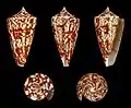 Conus amadis