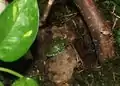 Leptopelis vermiculatus, juvenil