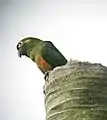 Tüpfelpapagei (Touit stictopterus)