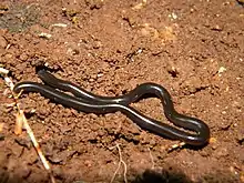 Mittelamerikanische Blindschlange (Epictia goudotii)