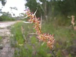 Lepyrodia scariosa