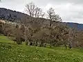 Gehölz auf der Magerwiese