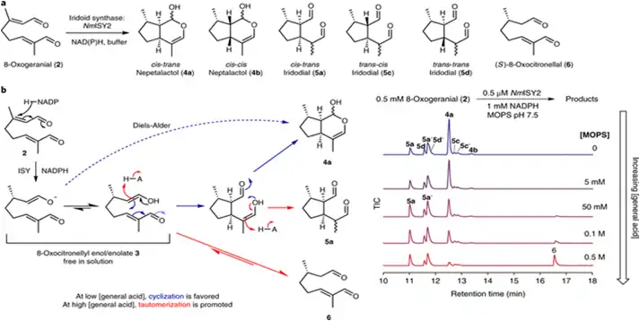 Darstellung einer möglichen Synthese von Nepetalacton
