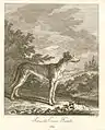 Courshund nach Ridinger, 1738
