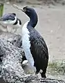 Guanokormoran