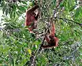 Wilde Orang-Utans