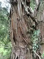 Stamm von Libocedrus bidwillii
