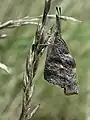 Schwarzbraune Flügelunterseiten eines Falters in Schutzstellung