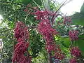 Habitus und Fruchtstand