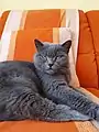 Eine 10 Jahre alte BKH-Katze