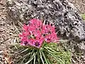 Tulipa humilis var. pulchella