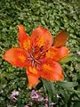 Nahaufnahme der Lilium bulbiferum var. bulbiferum