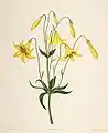 Lilium canadense