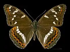 Dorsalansicht ♂